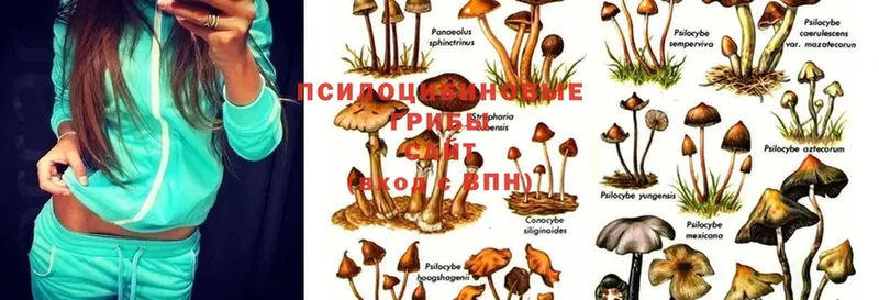 Псилоцибиновые грибы Psilocybe  Петропавловск-Камчатский 